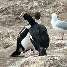 Cormoran moucheté