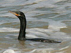 Neotropic Cormorant