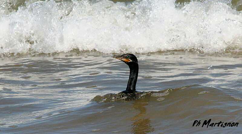 Neotropic Cormorant