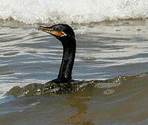 Neotropic Cormorant