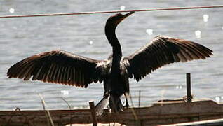 Neotropic Cormorant