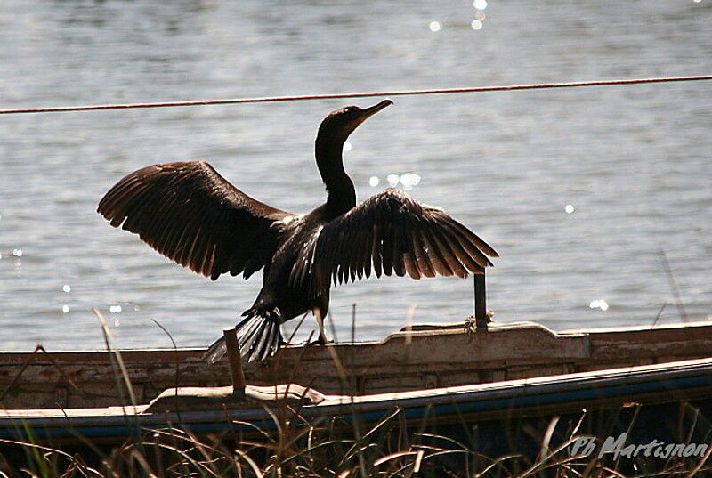 Neotropic Cormorant