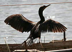 Neotropic Cormorant