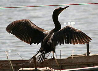 Cormoran vigua