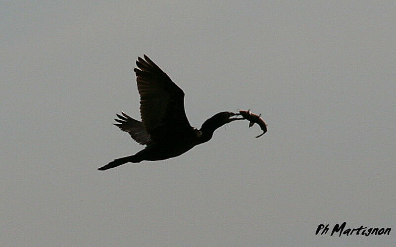 Cormoran vigua, Vol, régime