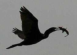 Neotropic Cormorant