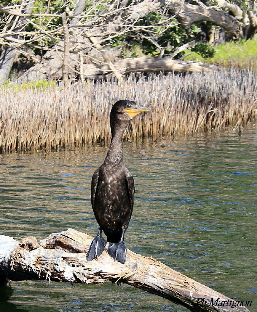 Neotropic Cormorant, identification