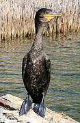 Neotropic Cormorant