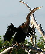 Neotropic Cormorant