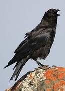 American Crow