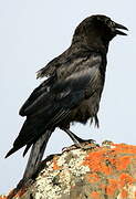 American Crow