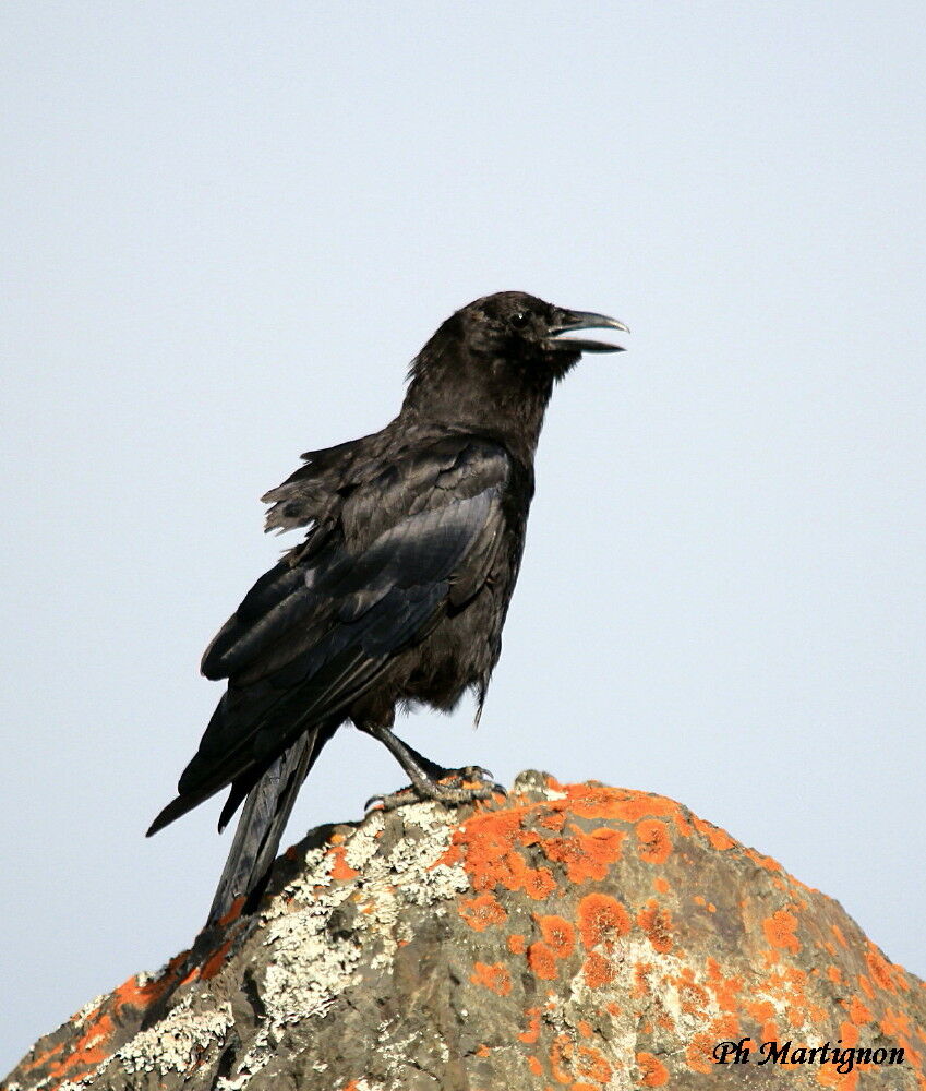 American Crow