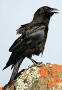 American Crow