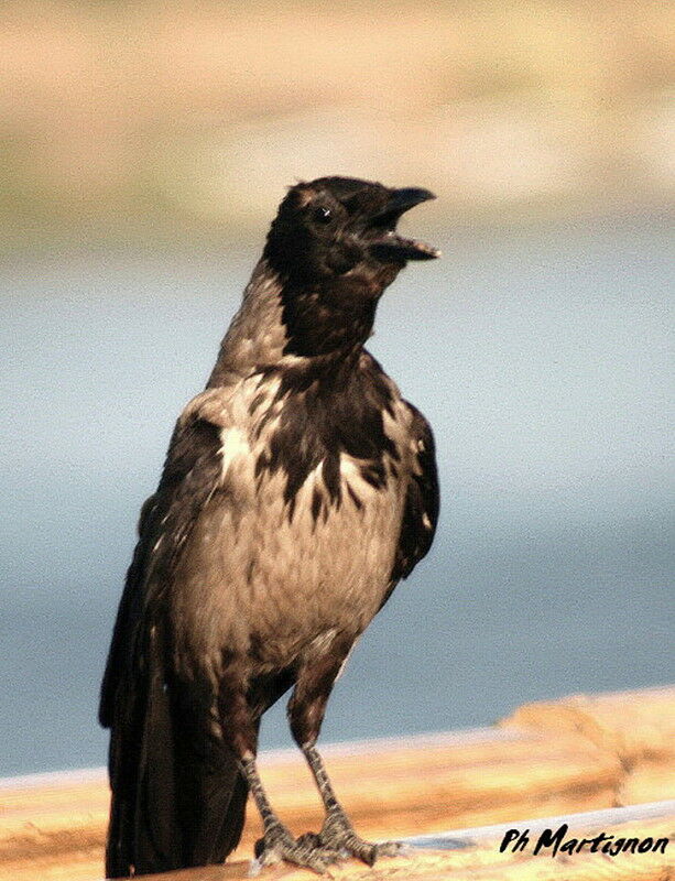 Hooded Crow, identification