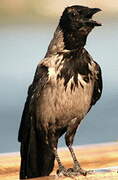 Hooded Crow