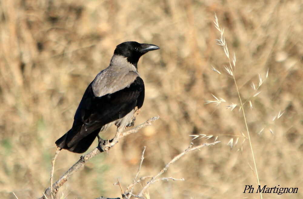 Hooded Crow, identification