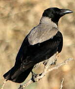 Hooded Crow