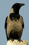 Hooded Crow