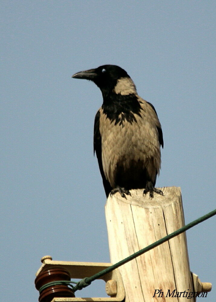 Corneille mantelée, identification