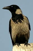 Hooded Crow