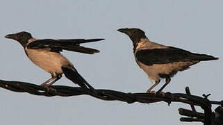 Hooded Crow