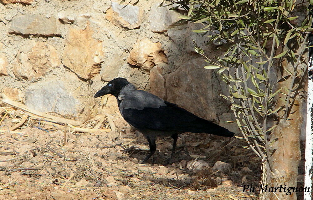 Hooded Crow, identification