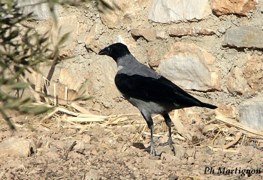 Corneille mantelée, identification