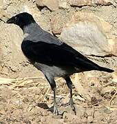 Hooded Crow