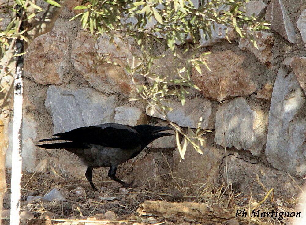 Hooded Crow, identification