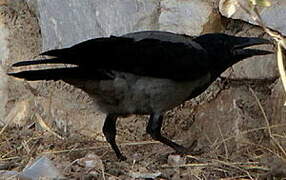 Hooded Crow