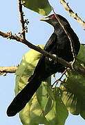 Asian Koel