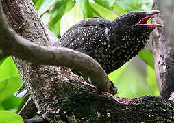 Asian Koel