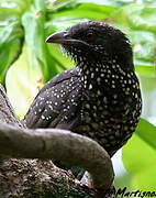 Asian Koel