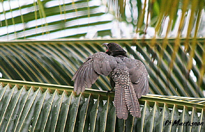 Asian Koel female