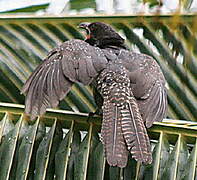 Asian Koel