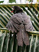 Asian Koel