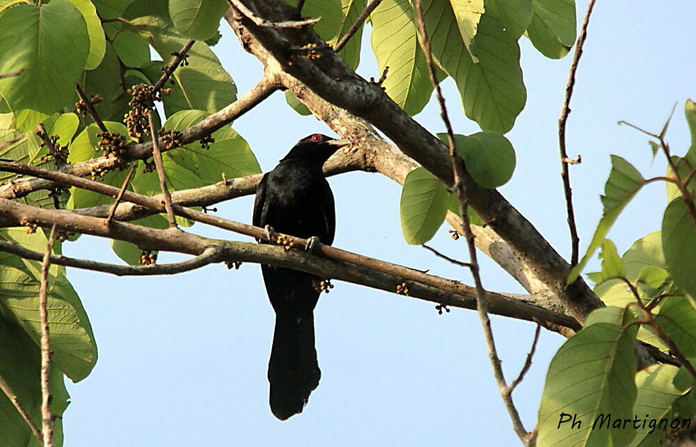 Coucou koël mâle, identification