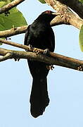 Asian Koel