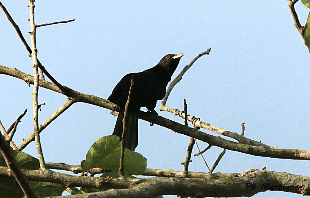 Asian Koel male, identification