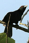 Asian Koel