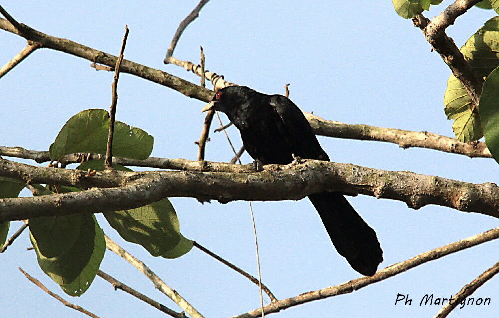 Coucou koël mâle, identification