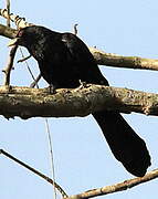 Asian Koel