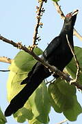 Asian Koel