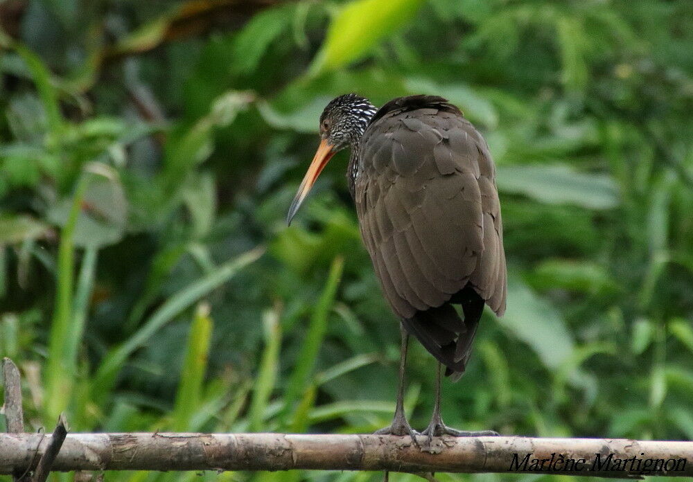 Courlan brun, identification