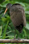 Limpkin