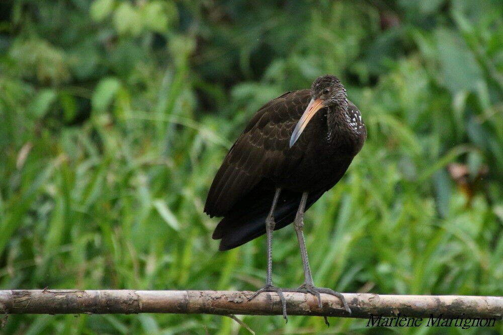 Courlan brun, identification