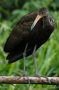 Limpkin