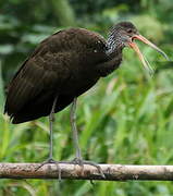 Limpkin