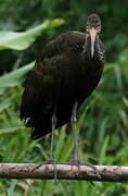 Limpkin