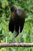 Limpkin